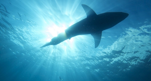 Un gros requin a effrayé les vacanciers qui se prélassaient tranquillement sur une plage d’une île de la mer de Corail, en Australie. Le prédateur a sauté par-dessus l’enceinte d’un espace de natation et s’est retrouvé dans la partie réservée à la baignade. La vidéo qui montre les exploits de ce requin arrogant est devenue virale.