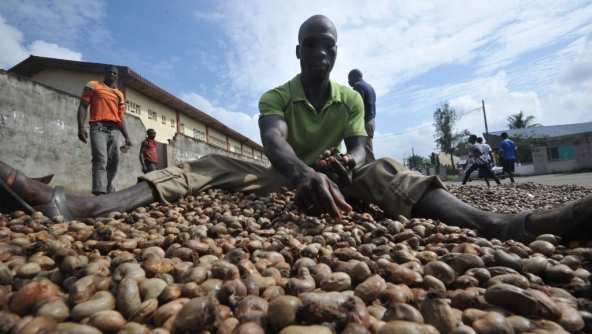 La Côte d'Ivoire, premier producteur africain de noix de cajou et premier exportateur mondial, a bien du mal à écouler sa marchandise sur le marché international. Depuis plusieurs jours, des centaines de camions chargés du fruit de l'anacarde restent sur les lieux de stockage ou au port.