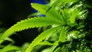 Le Zimbabwe autorise la culture de cannabis à des fins médicinales