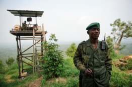 République démocratique du Congo. Risquer sa vie pour sauver les gorilles des Virunga