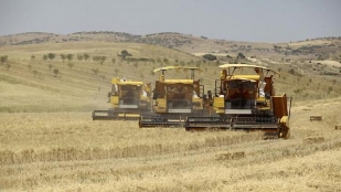 Algérie : une légère augmentation de la production céréalière envisagée