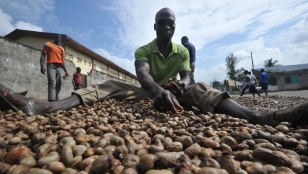 La Côte d'Ivoire peine à exporter ses noix de cajou