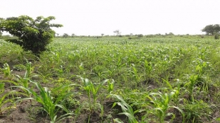 Économie : au Togo, l'agriculture porte la croissance plus haut que prévu