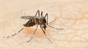 Congo : déjà 8 000 cas de Chikungunya signalés