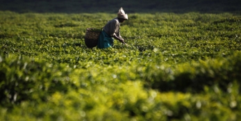 Au Rwanda, une révolution agricole à marche forcée