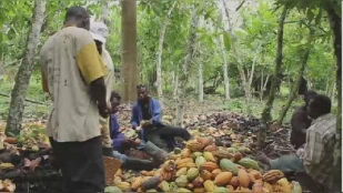 Cacao : la Côte d'Ivoire veut offrir son expertise au Congo (médias)